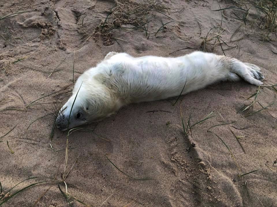 Dead seal pup